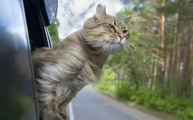 Jak przewieźć kota bez transportera: 5 sprawdzonych i bezpiecznych sposobów