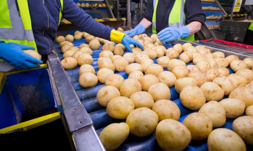 Czy można przewieźć ziemniaki do Niemiec bez ryzyka kar? Ważne informacje