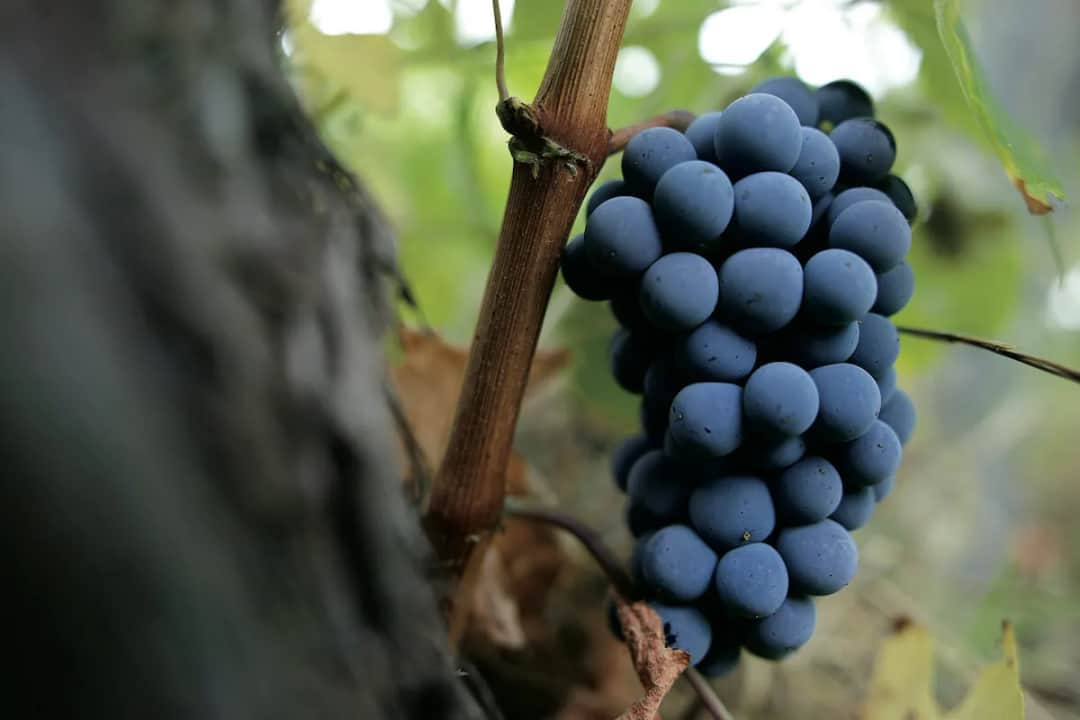 Peloponez - poznaj niezwykłe odmiany winogron z greckiego półwyspu